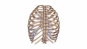 Rippen mit Ligamenten lizenzfreie abbildung Rippen mit Ligamenten lizenzfreie abbildung