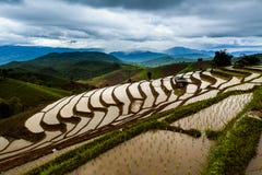 Risfält som terrasseras på på Chiang Mai, Thailand arkivfoto Risfält som terrasseras på på Chiang Mai, Thailand arkivfoto