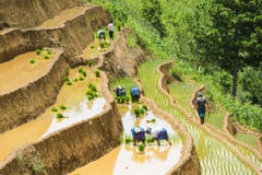 Riso crescente in MU Cang Chai, Yen Bai, Vietnam fotografie stock Riso crescente in MU Cang Chai, Yen Bai, Vietnam fotografie stock