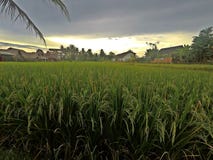 Risterrass i Ubud i Bali, Indonesien fotografering för bildbyråer Risterrass i Ubud i Bali, Indonesien fotografering för bildbyråer