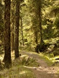Ritenga gli elementi della foresta fotografia stock libera da diritti Ritenga gli elementi della foresta fotografia stock libera da diritti