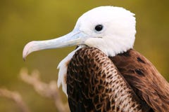 Ritratto del bambino Frigatebird magnifico su Seymour Island del nord immagini stock libere da diritti Ritratto del bambino Frigatebird magnifico su Seymour Island del nord immagini stock libere da diritti