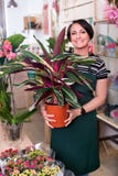Ritratto del fiorista femminile che sistema il fiore di calathea fotografia stock Ritratto del fiorista femminile che sistema il fiore di calathea fotografia stock