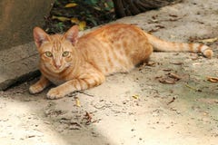 Ritratto del gatto, gatto di bellezza sveglio fotografie stock libere da diritti Ritratto del gatto, gatto di bellezza sveglio fotografie stock libere da diritti