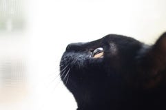 Ritratto del gatto nero fotografia stock Ritratto del gatto nero fotografia stock
