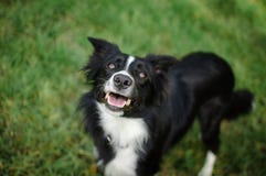 Ritratto del primo piano del cane in bianco e nero attivo sul fondo dell'erba verde con le mandibole aperte durante il giorno di immagine stock libera da diritti Ritratto del primo piano del cane in bianco e nero attivo sul fondo dell'erba verde con le mandibole aperte durante il giorno di immagine stock libera da diritti