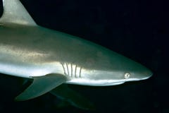 Ritratto del primo piano di amblyrhynchos di Grey Reef Shark Carcharhinus immagine stock Ritratto del primo piano di amblyrhynchos di Grey Reef Shark Carcharhinus immagine stock