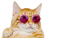 Ritratto del primo piano del gatto divertente dello zenzero che indossa i vetri colorati fotografie stock Ritratto del primo piano del gatto divertente dello zenzero che indossa i vetri colorati fotografie stock