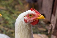 Ritratto dell'uccello di giovane pollo bianco Fotografia Stock Libera da Diritti Ritratto dell'uccello di giovane pollo bianco Fotografia Stock Libera da Diritti