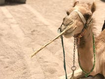 Ritratto di bello cammello di riposo del deserto giallo two-humped con il cablaggio che mangia la paglia sulla sabbia nella vista fotografia stock Ritratto di bello cammello di riposo del deserto giallo two-humped con il cablaggio che mangia la paglia sulla sabbia nella vista fotografia stock