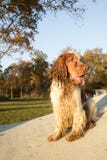Ritratto di cocker spaniel inglese fotografia stock libera da diritti Ritratto di cocker spaniel inglese fotografia stock libera da diritti