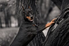 Ritratto di un doberman della razza del cane su un fondo di legno scuro immagini stock Ritratto di un doberman della razza del cane su un fondo di legno scuro immagini stock