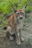 Ritratto di un lince fotografia stock Ritratto di un lince fotografia stock
