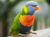 Ritratto di un lorikeet dell'arcobaleno sull'isola della Martinica fotografia stock libera da diritti Ritratto di un lorikeet dell'arcobaleno sull'isola della Martinica fotografia stock libera da diritti