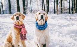 Risultati immagini per cane neve