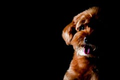 Ritratto parziale del cane marrone adorabile di Toy Poodle fotografie stock libere da diritti Ritratto parziale del cane marrone adorabile di Toy Poodle fotografie stock libere da diritti