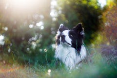 Ritratto vibrante di border collie in bianco e nero fotografia stock Ritratto vibrante di border collie in bianco e nero fotografia stock