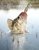 River Predator Stock Photography River Predator Stock Photography