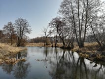 Rivier die die dichtbij de bomen langs de kust stromen met gras wordt overwoekerd Landelijk landschap royalty-vrije stock afbeelding Rivier die die dichtbij de bomen langs de kust stromen met gras wordt overwoekerd Landelijk landschap royalty-vrije stock afbeelding