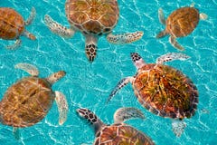 Rivieramaya schildpadden photomount op de Caraïben stock foto Rivieramaya schildpadden photomount op de Caraïben stock foto