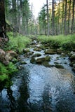 Rivière rapide de montagne dans les collines des collines secteur Bois?-montagneux Forest River La Russie photo libre de droits Rivière rapide de montagne dans les collines des collines secteur Bois?-montagneux Forest River La Russie photo libre de droits