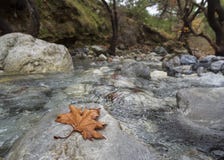 Rivière rapide montagneuse avec de l'eau clair dans la forêt dans les montagnes Dirfys sur l'île d'Evia, Grèce photographie stock Rivière rapide montagneuse avec de l'eau clair dans la forêt dans les montagnes Dirfys sur l'île d'Evia, Grèce photographie stock