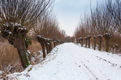 Ro av pollardpilar i ett snöig område arkivbild Ro av pollardpilar i ett snöig område arkivbild