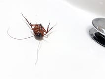 Roach dead on a white background. royalty free stock photo Roach dead on a white background. royalty free stock photo