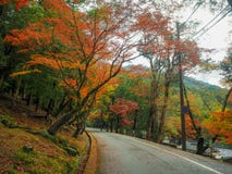 Road with colorful yellow, green , orange and red maple autumn trees royalty free stock photo Road with colorful yellow, green , orange and red maple autumn trees royalty free stock photo