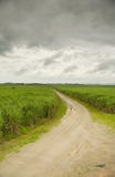 Road In A Sugarcane Plantation Stock Photo
