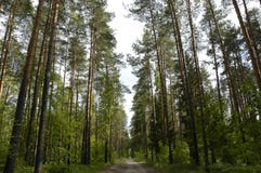 Road In Pine Grove Royalty Free Stock Image Road In Pine Grove Royalty Free Stock Image