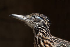 Road Runner Royalty Free Stock Images Road Runner Royalty Free Stock Images