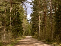 Broad forest road, the road between the trees in a dense green forest, tall firs and other trees in the forest Stock Images Broad forest road, the road between the trees in a dense green forest, tall firs and other trees in the forest Stock Images