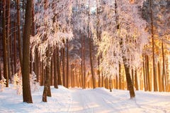 Road in winter forest. Winter landscape. stock image Road in winter forest. Winter landscape. stock image