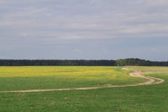 The road through the yellow-green field against a dark blue sky leads into the distance royalty free stock photography The road through the yellow-green field against a dark blue sky leads into the distance royalty free stock photography