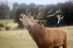 Roaring Red Deer Stock Photo