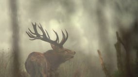 Roaring stag