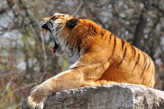 Roaring Tiger Royalty Free Stock Photos