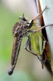 Robber fly having green grasshopper as breakfast royalty free stock photo Robber fly having green grasshopper as breakfast royalty free stock photo