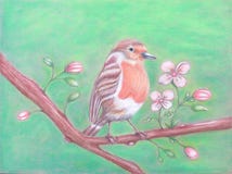 Robin Bird Royalty Free Stock Photos