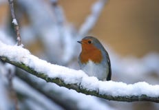 Robin Bird In Winter Snow Tree Stock Image Robin Bird In Winter Snow Tree Stock Image