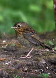 Robin Chick Portrait image libre de droits Robin Chick Portrait image libre de droits