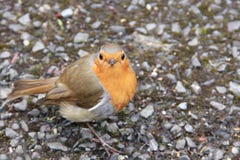 Robin europeo Immagine Stock Robin europeo Immagine Stock
