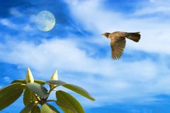 Robin In Flight With Moon And Rhododendron Stock Image