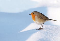 Robin On Snow Royalty Free Stock Photos Robin On Snow Royalty Free Stock Photos