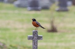 Robin sur une croix image stock Robin sur une croix image stock