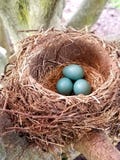 Robin' φωλιά του s με τα αυγά στο φυσικό φως στοκ φωτογραφία με δικαίωμα ελεύθερης χρήσης Robin' φωλιά του s με τα αυγά στο φυσικό φως στοκ φωτογραφία με δικαίωμα ελεύθερης χρήσης