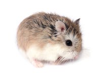 Roborovski hamster. Dwarf Roborovski (Phodopus Roborovskii) hamster isolated on white background royalty free stock image Roborovski hamster. Dwarf Roborovski (Phodopus Roborovskii) hamster isolated on white background royalty free stock image