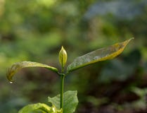 Robusta νεαρός βλαστός φύλλων Coffea μετά από τη βροχή στοκ φωτογραφία με δικαίωμα ελεύθερης χρήσης Robusta νεαρός βλαστός φύλλων Coffea μετά από τη βροχή στοκ φωτογραφία με δικαίωμα ελεύθερης χρήσης