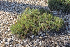 Roche Samphire, maritimum de Crithmum Images stock Roche Samphire, maritimum de Crithmum Images stock